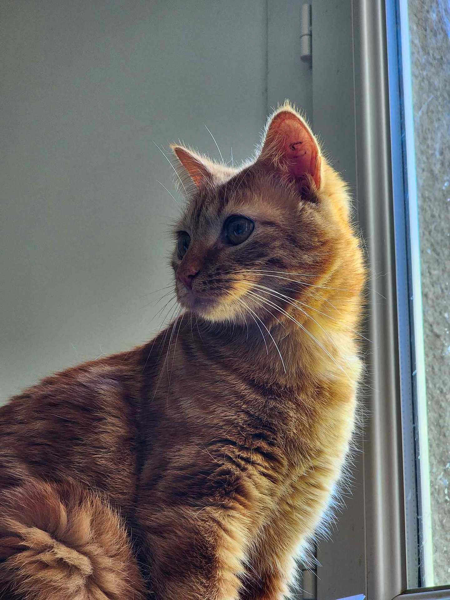 Tigrou