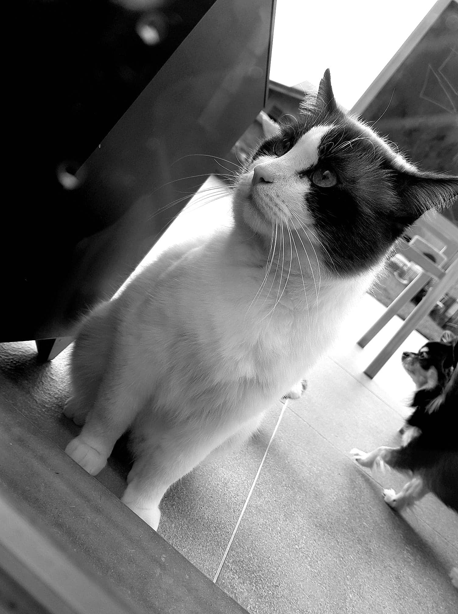 Cappuccino participe au concours pour gagner de l'argent avec cette photo : black, black_and_white, carnivore, cat, domestic_short_haired_cat, felidae, foot, fur, human_leg, line, monochrome, monochrome_photography, paw, sitting, small_to_medium_sized_cats, snout, style, tail, thai, whiskers