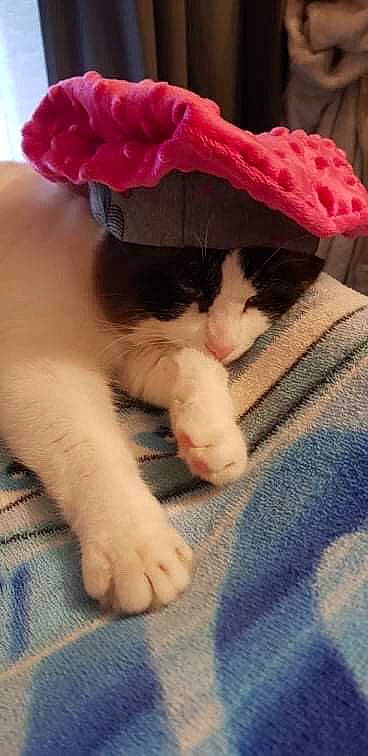 Cappuccino participe au concours pour gagner de l'argent avec cette photo : blue, carnivore, cat, comfort, fashion_accessory, fawn, felidae, foot, fur, hat, human_leg, magenta, nail, petal, small_to_medium_sized_cats, snout, textile, thumb, toe, whiskers