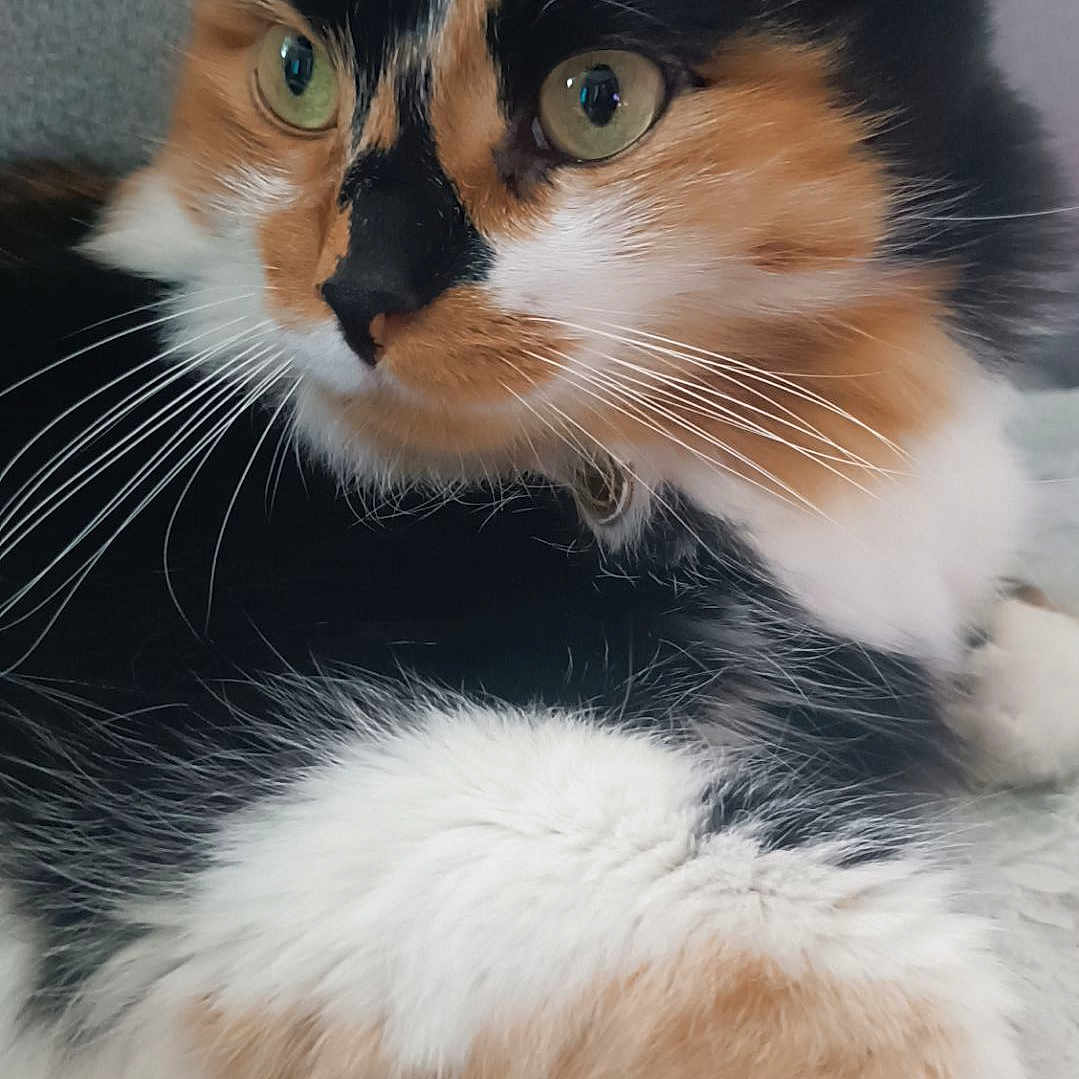 Nala participe au concours pour gagner de l'argent avec cette photo : abyssinian, angora, animal, cat, kitten, manx, person, pet, sleeping, snout