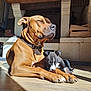 dog, puppy, sunlight, indoor, floor, fireplace, resting, brown_dog, black_and_white_dog, collar, wooden_floor, cozy, pet, animal, companion, shadow, relaxing, domestic, cute, friendship