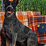 dog, outdoor, couch, plaid, orange, blue, greenery, cornfield, happy, sitting, pet, animal, nature, flowers, smiling, ears_up, tongue_out, fur, portrait, sunlight
