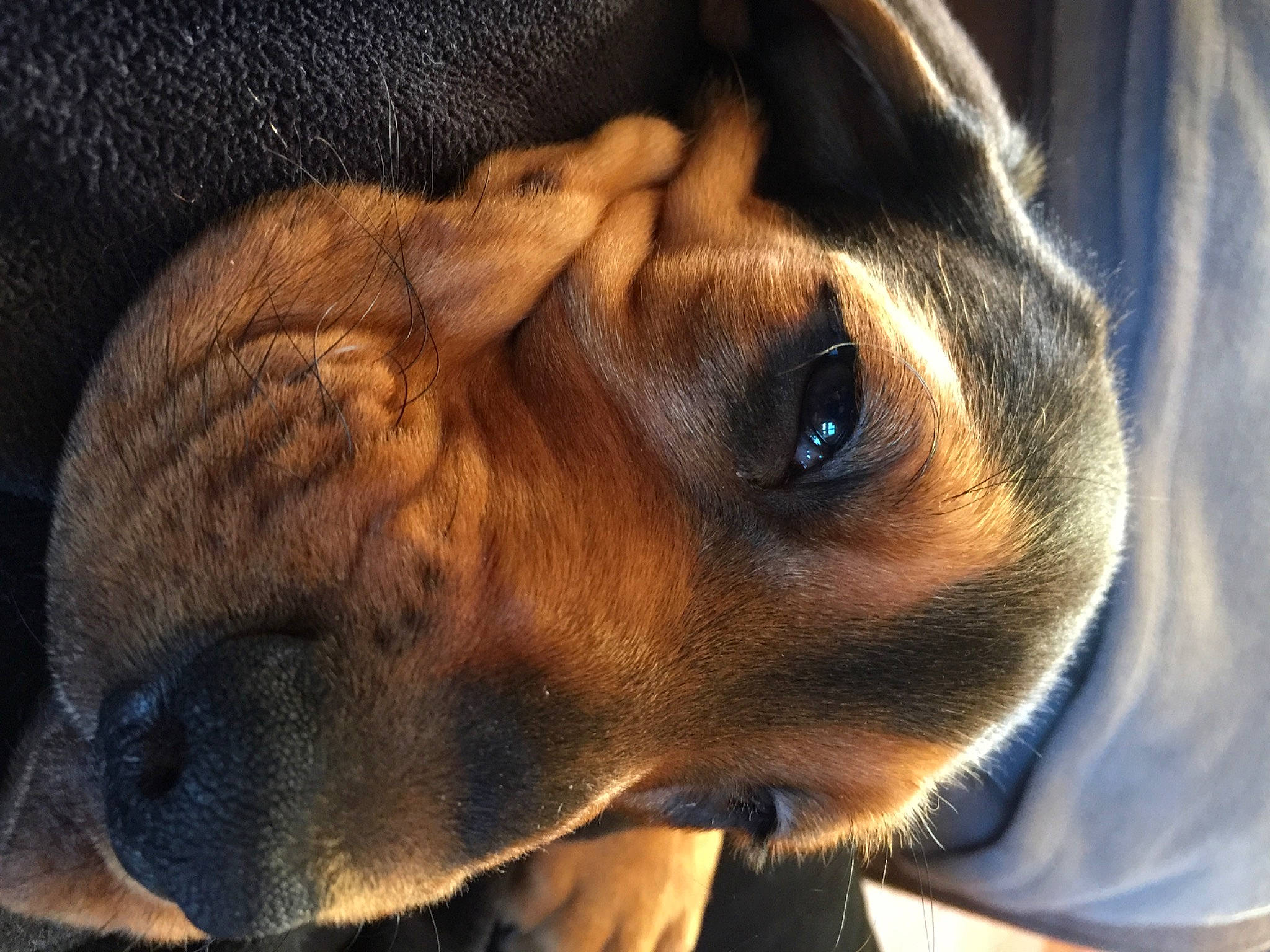 Bailey participe au concours pour gagner de l'argent avec cette photo : carnivore, close_up, collar, comfort, companion_dog, dog, dog_breed, ear, eye, fawn, fur, guard_dog, liver, selfie, snout, sporting_group, terrestrial_animal, whiskers, working_animal, wrinkle