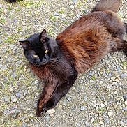 Moumou Et Tigrout participe au concours pour gagner de l'argent avec cette photo : cat, black_cat, fluffy, long_hair, feline, golden_eyes, animal, pet, lying_down, outdoor, gravel, ground, path, grass, fur, whiskers, ears, tail, relaxed, portrait
