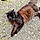 Moumou Et Tigrout