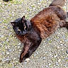 cat, black_cat, fluffy, long_hair, feline, golden_eyes, animal, pet, lying_down, outdoor, gravel, ground, path, grass, fur, whiskers, ears, tail, relaxed, portrait