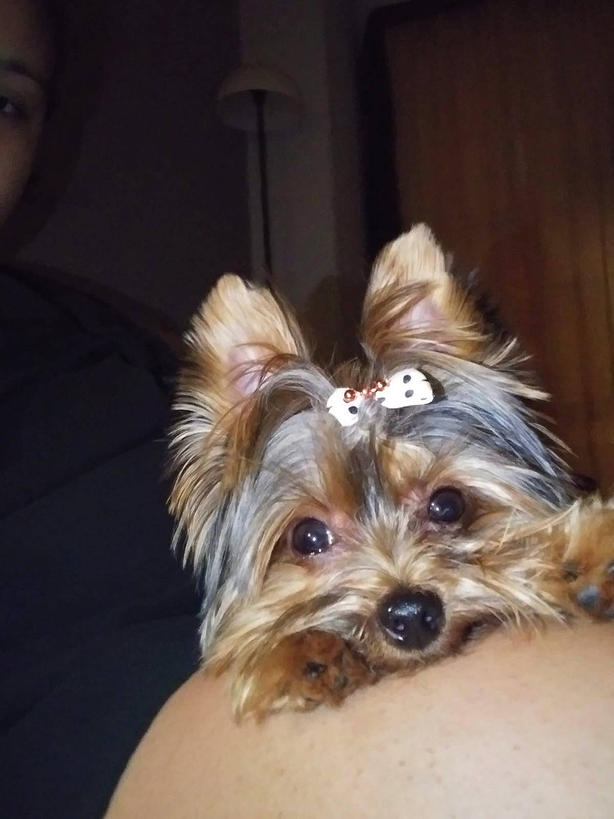 Lucy is registered to the contest to win money with this photo: australian_silky_terrier, australian_terrier, biewer_terrier, canidae, carnivore, companion_dog, dog, dog_breed, ear, maltepoo, mammal, morkie, puppy, skin, small_terrier, snout, terrier, toy_dog, vertebrate, yorkshire_terrier