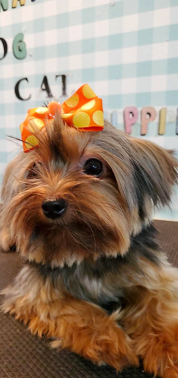 Lucy joined the competition — help win amazing prizes! australian_silky_terrier, australian_terrier, biewer_terrier, canidae, carnivore, chinese_imperial_dog, companion_dog, dog, dog_breed, mammal, morkie, puppy, rare_breed_dog, small_terrier, snout, terrier, toy_dog, vertebrate, yorkipoo, yorkshire_terrier