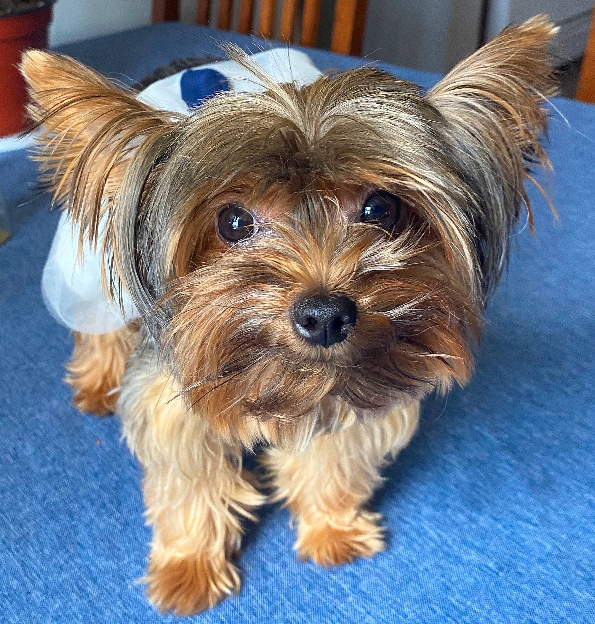 Lucy is registered to the contest to win money with this photo: australian_silky_terrier, biewer_terrier, canidae, carnivore, chinese_imperial_dog, companion_dog, dog, dog_breed, maltepoo, mammal, morkie, puppy, rare_breed_dog, small_terrier, snout, terrier, toy_dog, vertebrate, yorkipoo, yorkshire_terrier