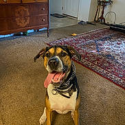 Dino is registered to the contest to win money with this photo: dog, indoor, carpet, living_room, furniture, dressed, tongue_out, happy, pet, canine, smiling, collar, floor, door, rug, wooden, table, home, animal, playful