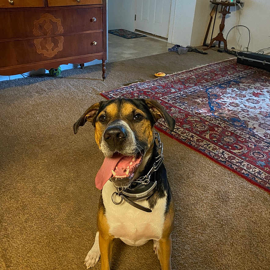 Dino is registered to the contest to win money with this photo: dog, indoor, carpet, living_room, furniture, dressed, tongue_out, happy, pet, canine, smiling, collar, floor, door, rug, wooden, table, home, animal, playful