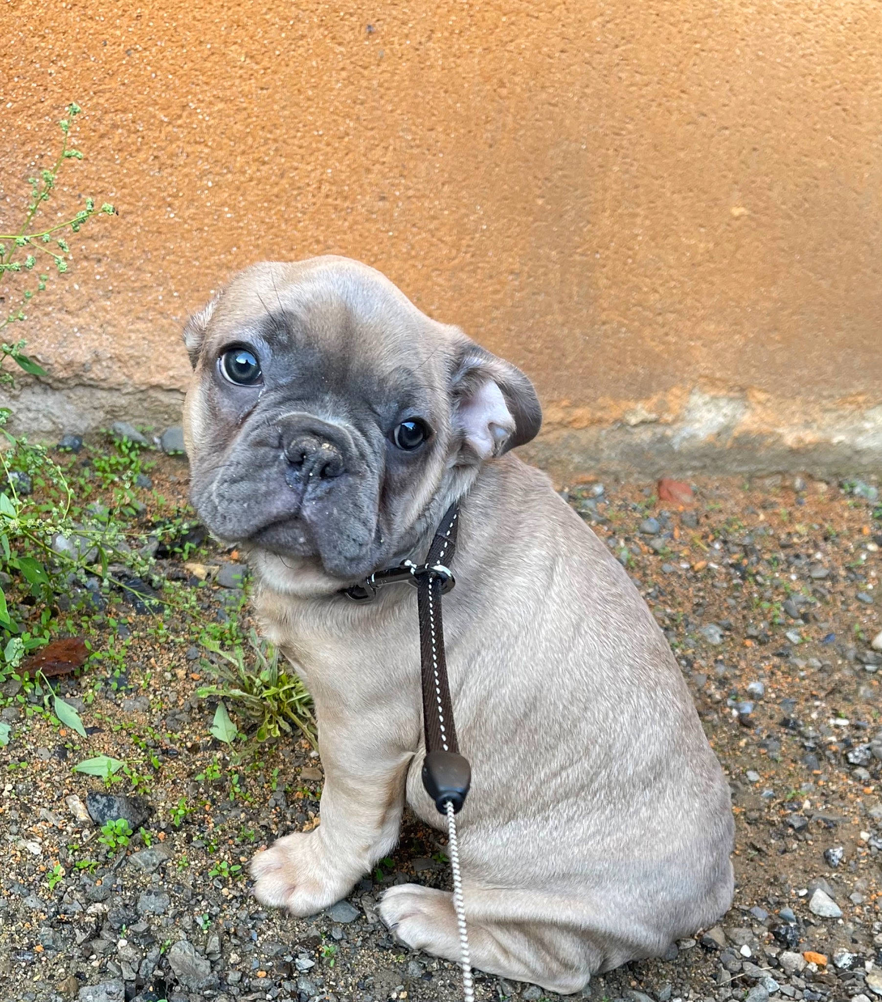 Albert a rejoint le concours — aidez-le/la à gagner de superbes lots ! bulldog, canidae, carnivore, companion_dog, dog, dog_breed, dog_clothes, dog_supply, fawn, pet_supply, plant, pug, snout, soil, sporting_group, terrestrial_animal, toy_dog, whiskers, working_animal, wrinkle