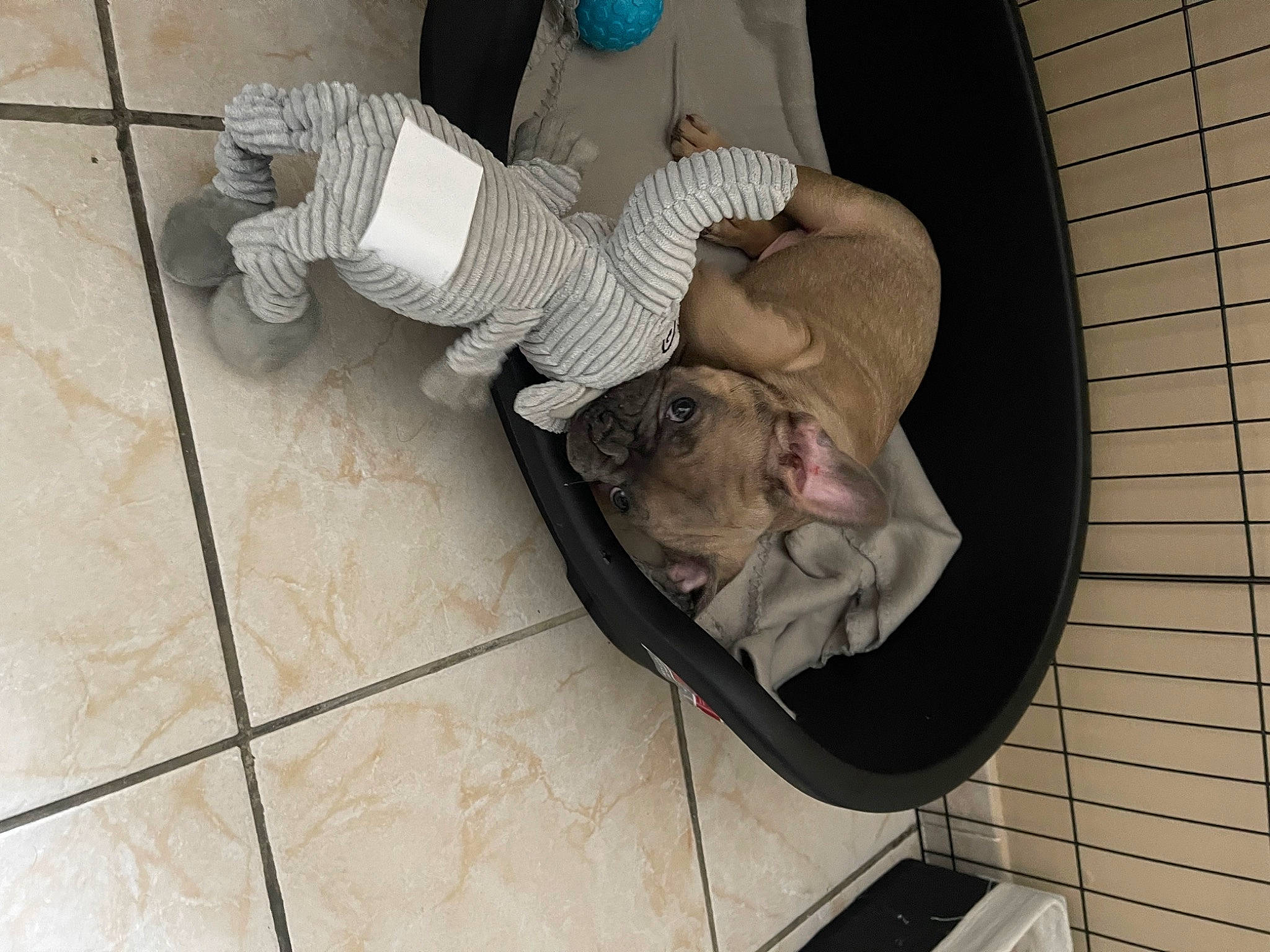 Albert participe au concours pour gagner de l'argent avec cette photo : canidae, carnivore, comfort, companion_dog, cross_training_shoe, dog_breed, fawn, felidae, floor, flooring, fur, hardwood, human_leg, mobile_phone, small_to_medium_sized_cats, sporting_group, tail, tile, wood, wood_flooring