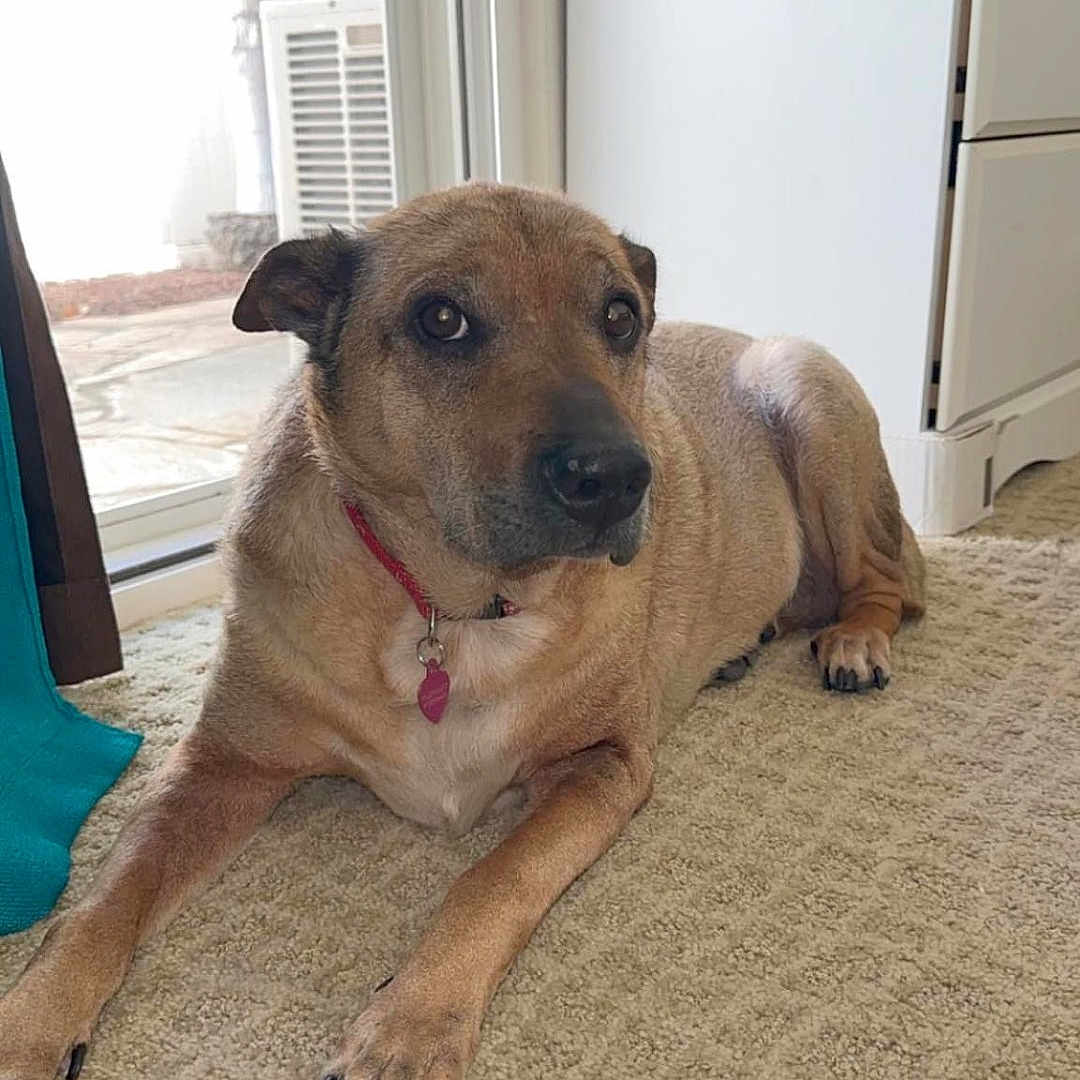 Pooh joined the competition — help win amazing prizes! advertisement, animal, architecture, ball, building, canine, dog, door, hound, indoors, interiordesign, outdoors, pet, plant, pottedplant, puppy, shelter, sport, tennis, tennisball