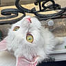Andgel a rejoint le concours — aidez-le/la à gagner de superbes lots ! cat, white_cat, fluffy, fur, whiskers, golden_eyes, pink_ears, pink_nose, pet, animal, close_up, portrait, upside_down, indoors, metalwork, ornate, lap, human, white_clothing, playful