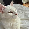 Andgel a rejoint le concours — aidez-le/la à gagner de superbes lots ! cat, white_cat, fluffy, longhaired, pet, animal, feline, green_eyes, pink_nose, whiskers, pointed_ears, close_up, portrait, lying_down, bed, bedroom, bedding, wooden_floor, indoor, cozy
