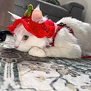 Andgel participe au concours pour gagner de l'argent avec cette photo : cat, white_cat, fluffy, pet, animal, costume, red_costume, hat, festive, strawberry_hat, collar, leash, lying_down, paws, whiskers, green_eyes, indoor, rug, sofa, portrait