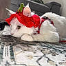 cat, white_cat, fluffy, pet, animal, costume, red_costume, hat, festive, strawberry_hat, collar, leash, lying_down, paws, whiskers, green_eyes, indoor, rug, sofa, portrait
