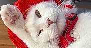 Andgel participe au concours pour gagner de l'argent avec cette photo : cat, white_cat, santa_hat, christmas, festive, pet, whiskers, paw, fluffy, sleeping, relaxed, close_up, portrait, indoors, wooden_floor, blanket, red, white_fur, cute, holiday