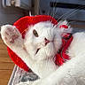 cat, white_cat, santa_hat, christmas, festive, pet, whiskers, paw, fluffy, sleeping, relaxed, close_up, portrait, indoors, wooden_floor, blanket, red, white_fur, cute, holiday