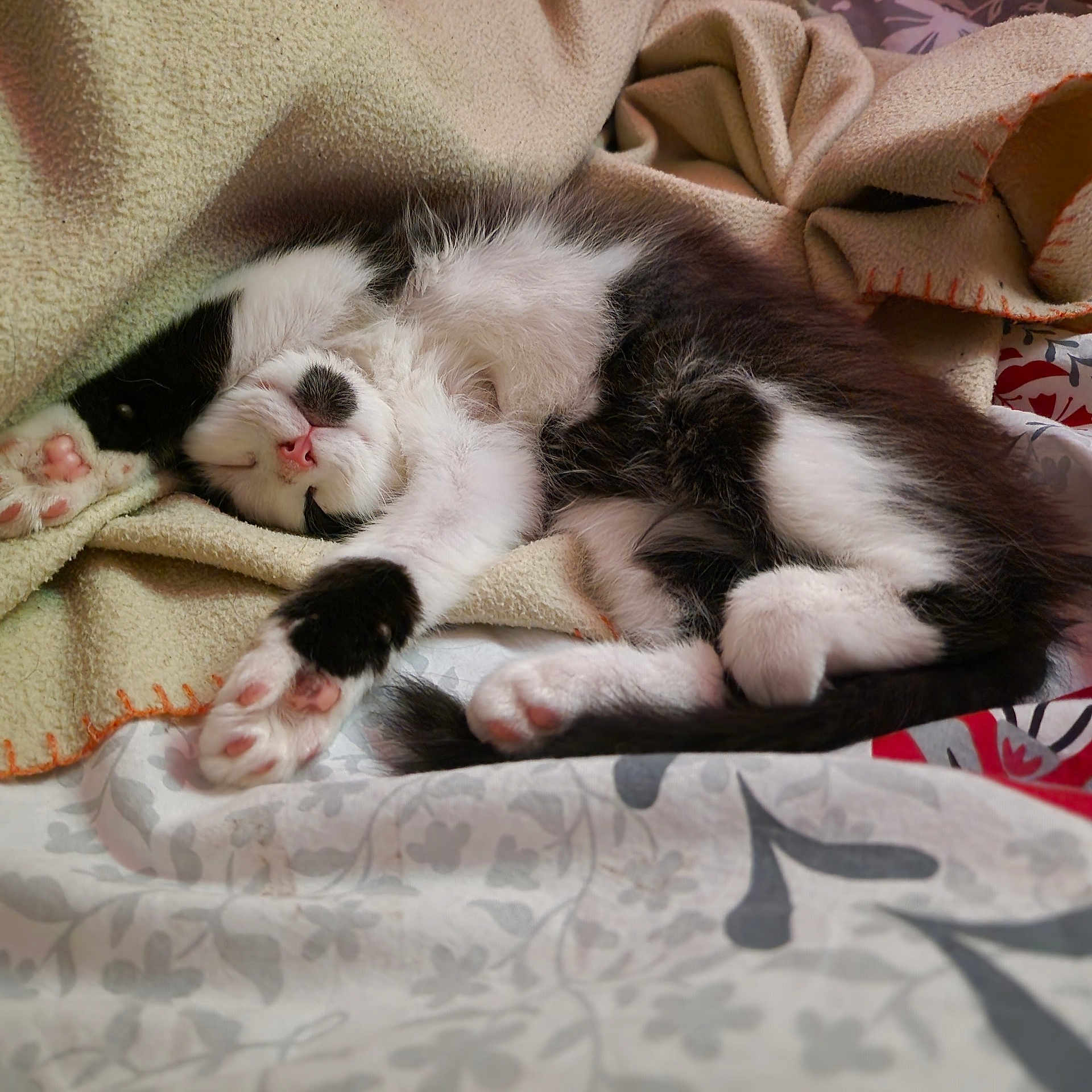 Yuki participe au concours pour gagner de l'argent avec cette photo : animal, black_and_white, blanket, cat, closeup, cozy, cute, domestic_cat, fur, indoors, kitten, nap, paw, pet, pink_paw, relaxation, resting, sleeping, soft, whiskers
