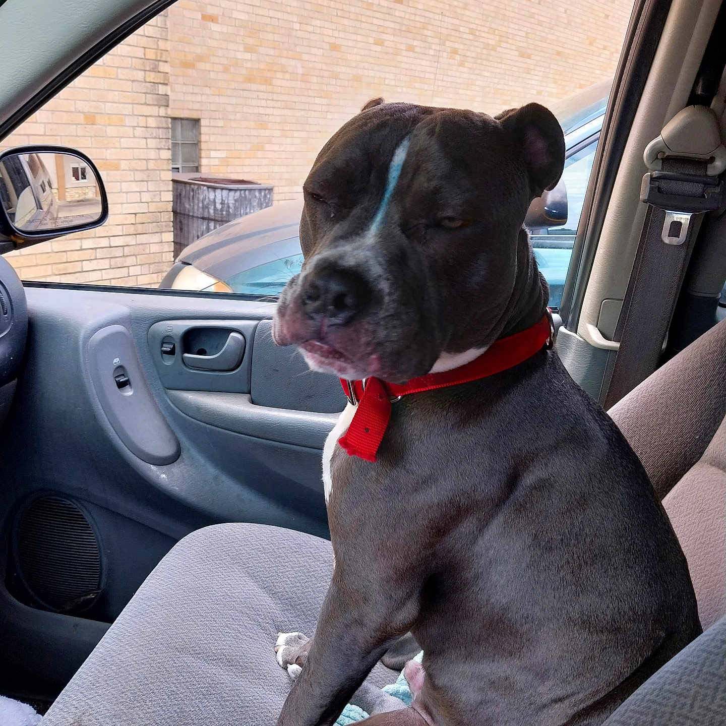 Wyatt joined the competition — help win amazing prizes! accessories, alloywheel, animal, belt, boxer, bulldog, canine, car, carwheel, cushion, dog, homedecor, machine, pet, pointer, spoke, tire, transportation, vehicle, wheel