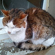 Chat Des Rues participe au concours pour gagner de l'argent avec cette photo :