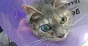 Chat Des Rues participe au concours pour gagner de l'argent avec cette photo :