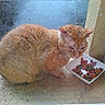 Chat Des Rues participe au concours pour gagner de l'argent avec cette photo :