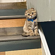 Waffles is registered to the contest to win money with this photo: kitten, cat, stairs, bow_tie, pet, feline, cute, indoor, wooden_stairs, fluffy, small_animal, domestic_cat, curious, sitting, young, adorable, animal, fur, tilted_head, bell