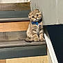 kitten, cat, stairs, bow_tie, pet, feline, cute, indoor, wooden_stairs, fluffy, small_animal, domestic_cat, curious, sitting, young, adorable, animal, fur, tilted_head, bell