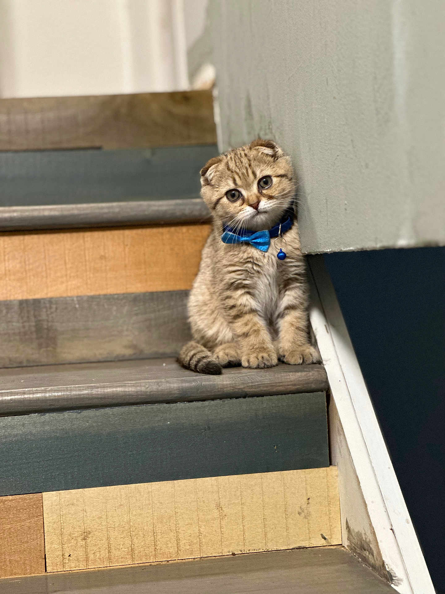 Waffles is registered to the contest to win money with this photo: kitten, cat, stairs, bow_tie, pet, feline, cute, indoor, wooden_stairs, fluffy, small_animal, domestic_cat, curious, sitting, young, adorable, animal, fur, tilted_head, bell
