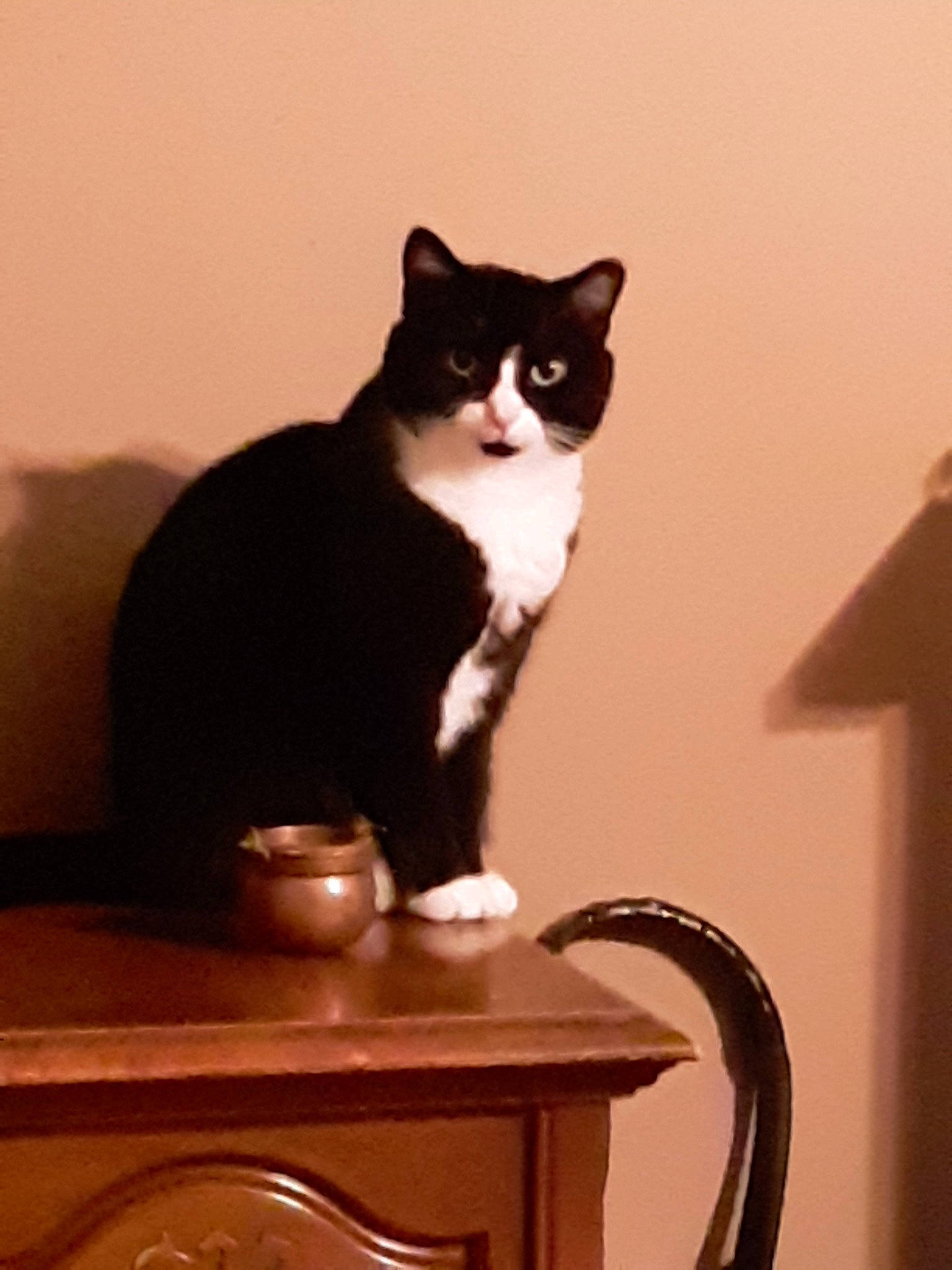 Boots is registered to the contest to win money with this photo: american_wirehair, black_and_white, carnivore, cat, domestic_short_haired_cat, european_shorthair, felidae, norwegian_forest_cat, polydactyl_cat, small_to_medium_sized_cats, tail, whiskers