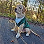 adorable, bandana, canine, daylight, dog, fall, fur, golden_retriever, grass, leaves, nature, outdoor, path, pet, puppy, sitting, sunlight, sweater, trees, young_dog