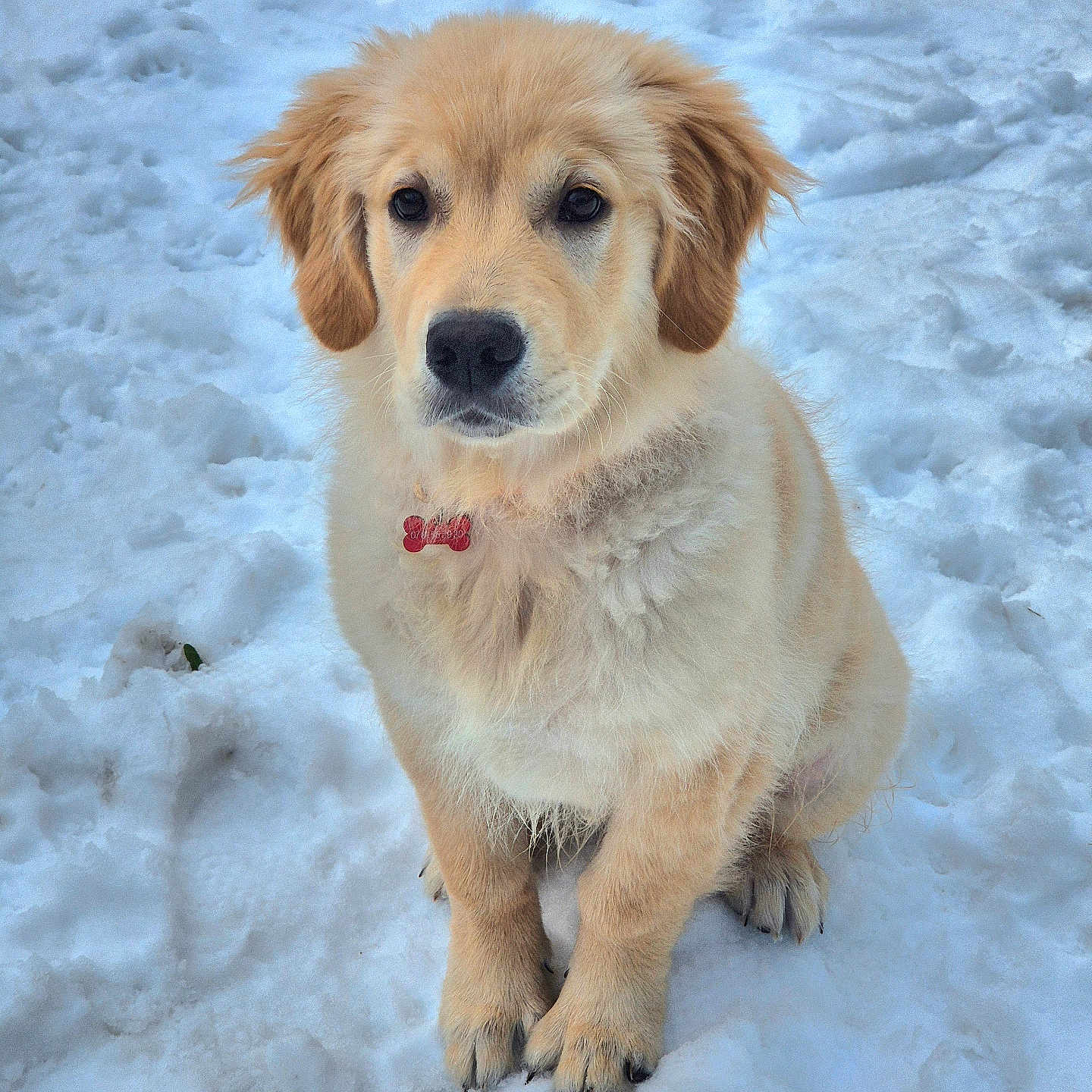 Acosta participe au concours pour gagner de l'argent avec cette photo : adorable, animal, canine, collar, cute, dog, fluffy, fur, golden_retriever, mammal, nature, outdoor, pet, playful, puppy, sitting, snow, tag, winter, young