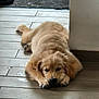 adorable, animal, canine, cozy, cute, dog, floor, fur, golden_retriever, indoor, laying, lying_down, paw, pet, puppy, relaxed, resting, sleepy, wooden_floor, young_dog