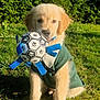 adorable, animal, cute, daylight, dog, fur, golden_retriever, grass, green_jacket, leafy_background, nature, outdoor, pet, playing, puppy, sitting, soccer_ball, sunlight, toy, young_dog