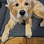 animal, charging_cable, closeup, couch, cozy, cute, dog, domestic, fluffy, furniture, golden_retriever, indoor, laying_down, looking_at_camera, pen, pet, pillow, puppy, table, wood