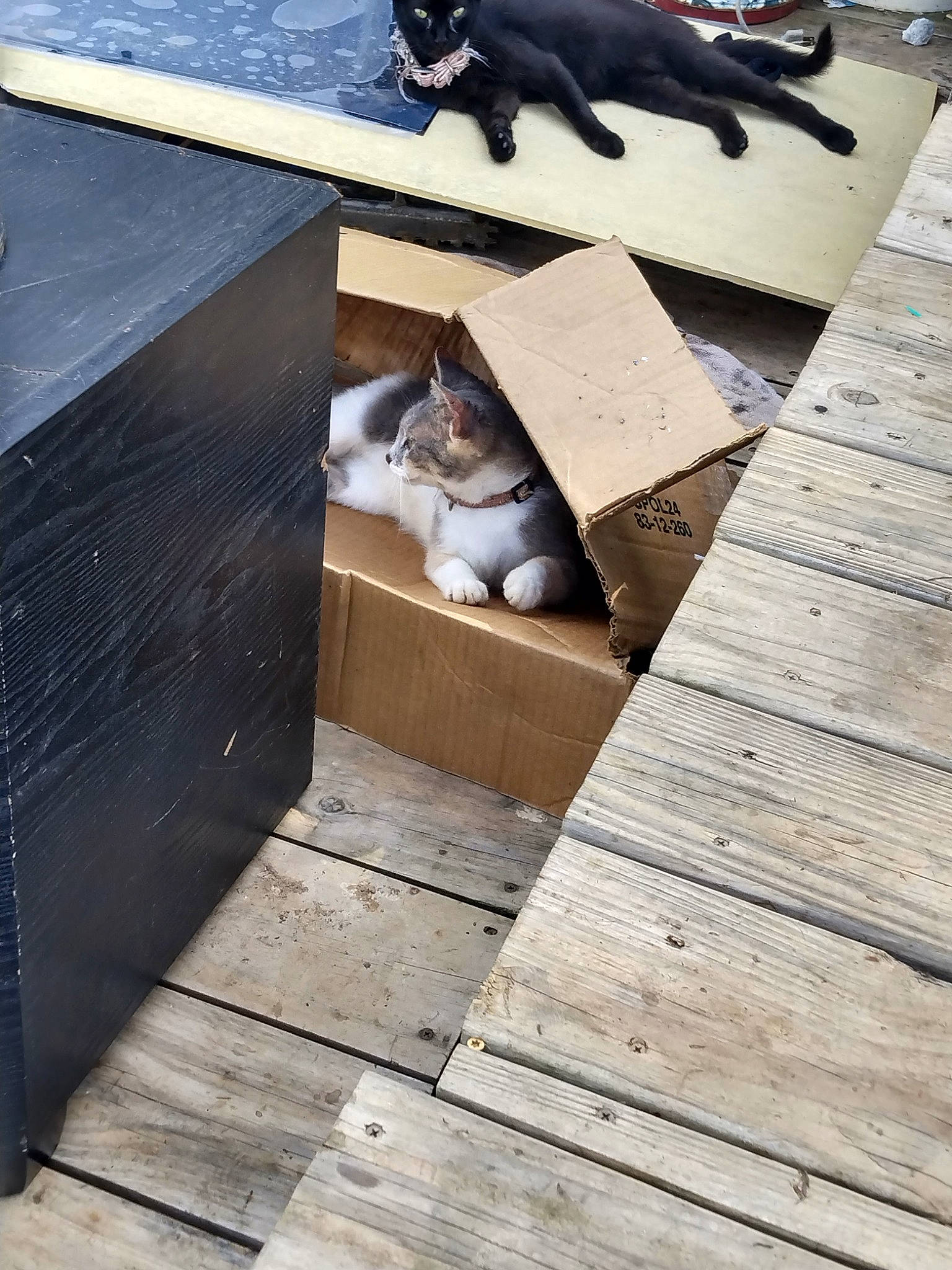 Cali joined the competition — help win amazing prizes! canidae, carnivore, cat, domestic_short_haired_cat, felidae, floor, flooring, grey, hardwood, outdoor_furniture, plank, plywood, roof, siding, small_to_medium_sized_cats, table, tail, whiskers, wood, wood_stain