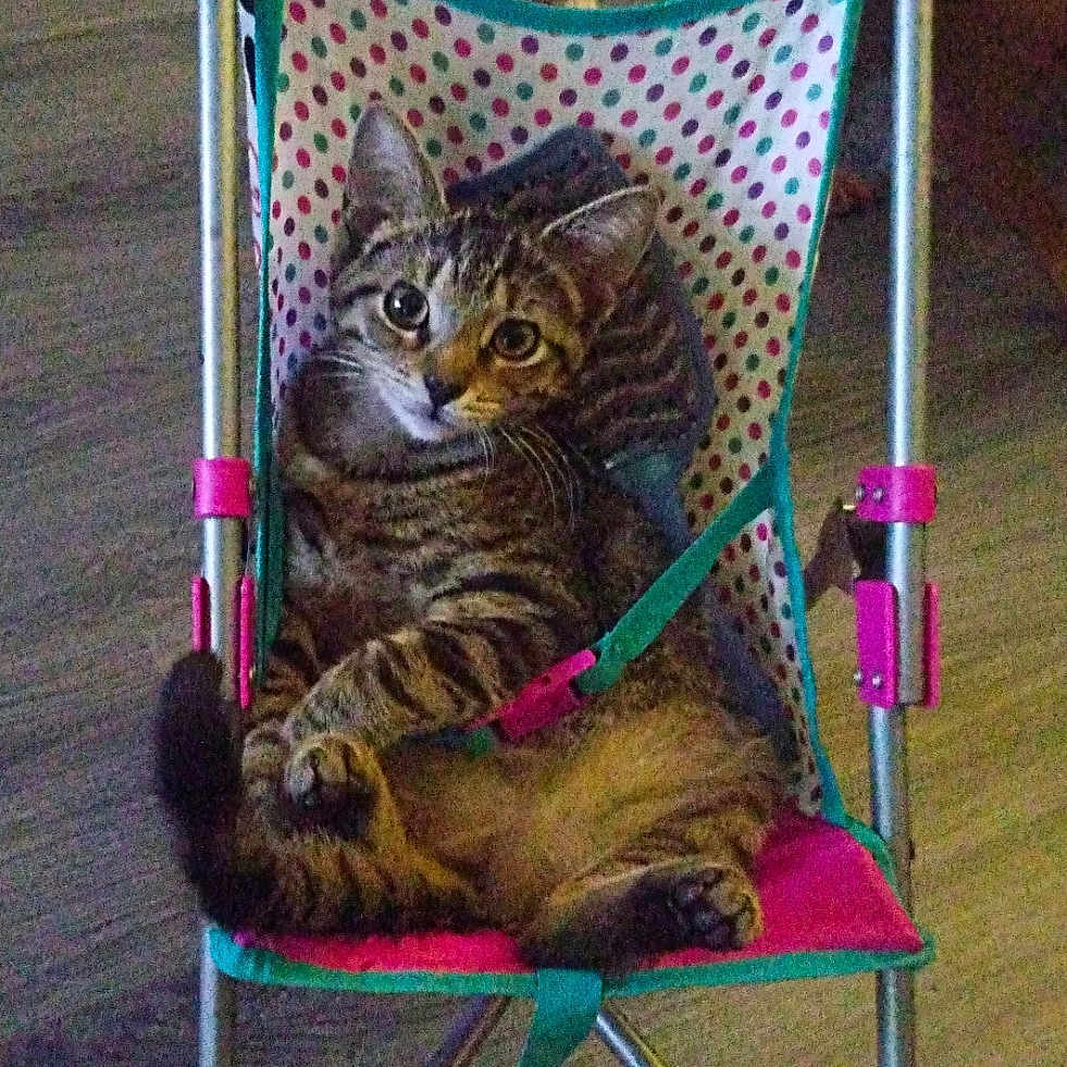Daisy joined the competition — help win amazing prizes! abyssinian, animal, bed, cat, chair, cradle, crib, cushion, furniture, homedecor, infantbed, kitten, machine, manx, person, pet, purple, sleeping, stroller, wheel