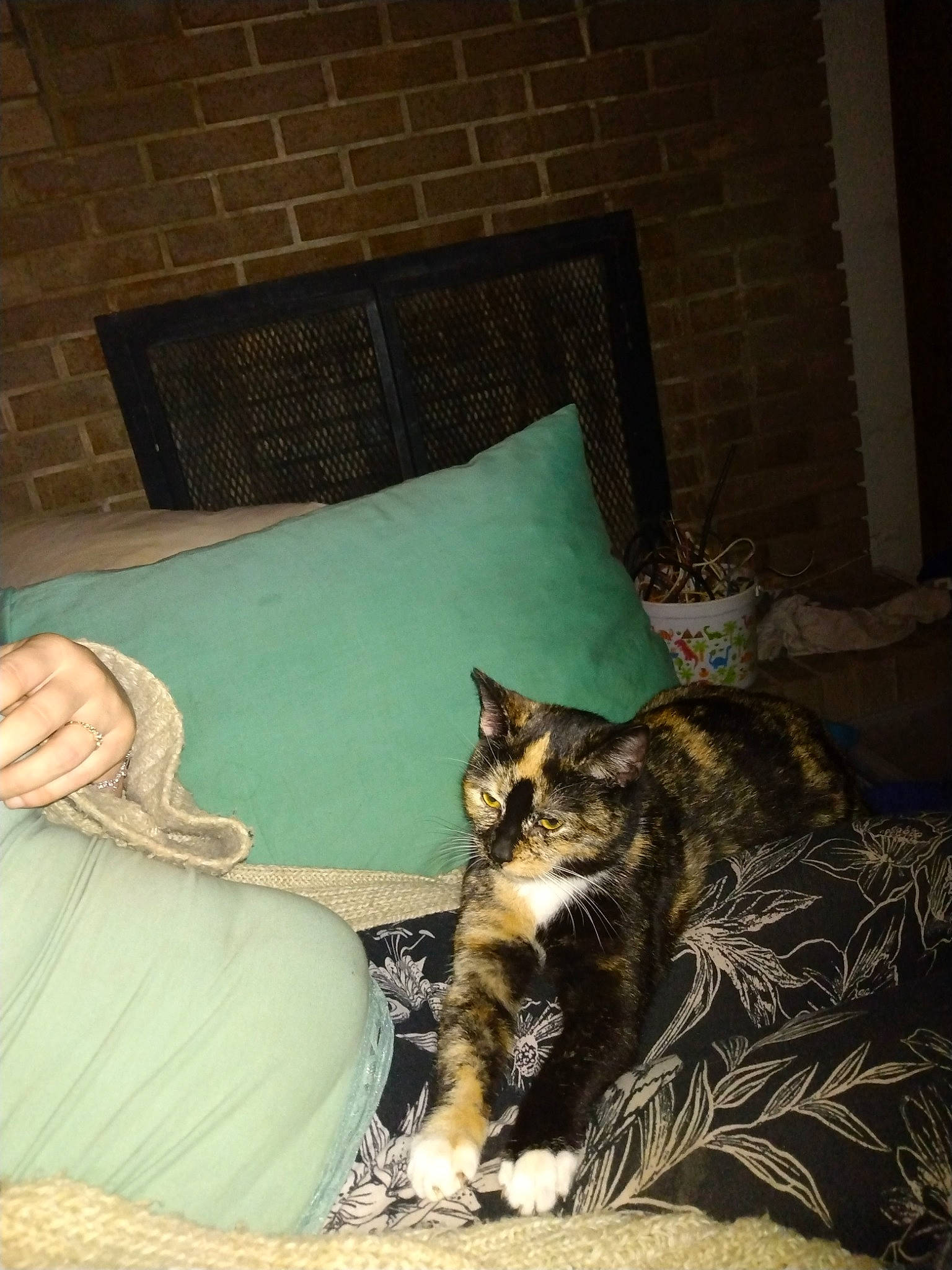 Gracie is registered to the contest to win money with this photo: bedding, carnivore, cat, comfort, couch, domestic_short_haired_cat, felidae, flooring, fur, hardwood, human_leg, linens, living_room, room, sitting, small_to_medium_sized_cats, tail, textile, whiskers, wood