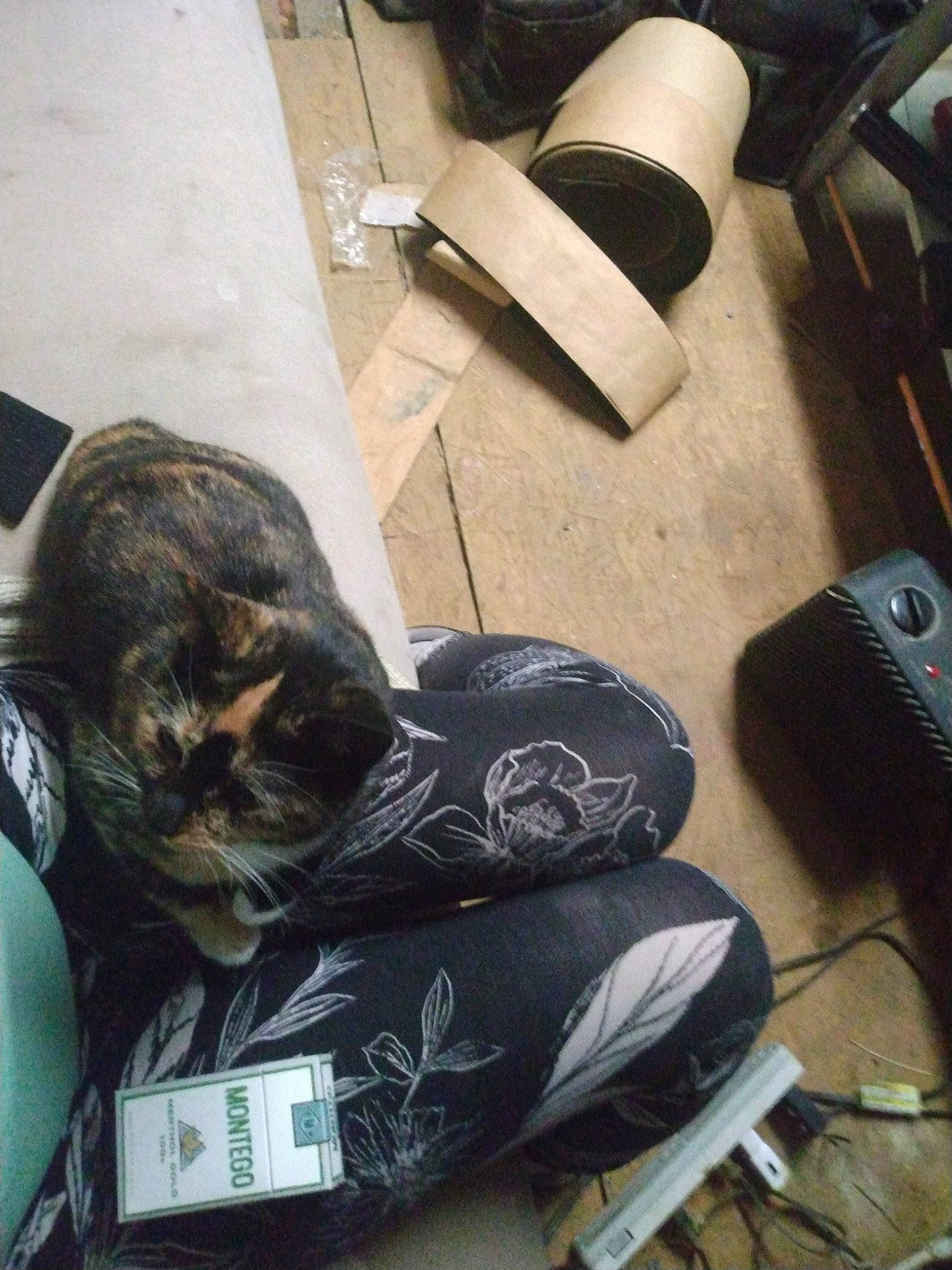 Gracie is registered to the contest to win money with this photo: automotive_tire, carmine, carnivore, cat, comfort, domestic_short_haired_cat, fashion_accessory, felidae, flooring, foot, hardwood, human_leg, outdoor_shoe, personal_protective_equipment, small_to_medium_sized_cats, synthetic_rubber, tail, thigh, whiskers, wood