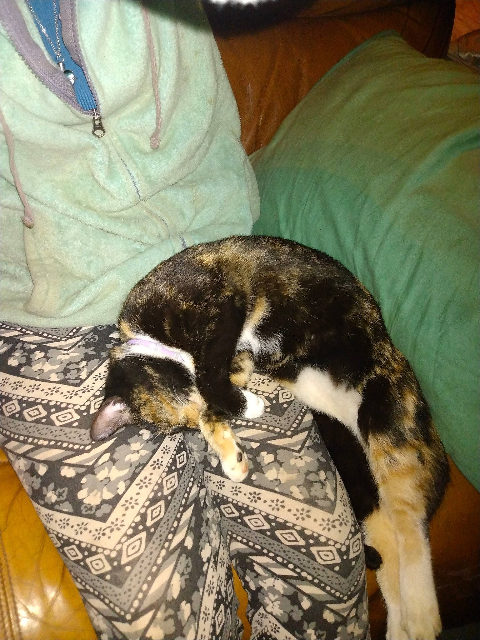 Gracie is registered to the contest to win money with this photo: carnivore, cat, claw, comfort, companion_dog, couch, dog_breed, domestic_short_haired_cat, felidae, fur, jewellery, linens, nap, necklace, sleeve, small_to_medium_sized_cats, sunglasses, tail, textile, whiskers