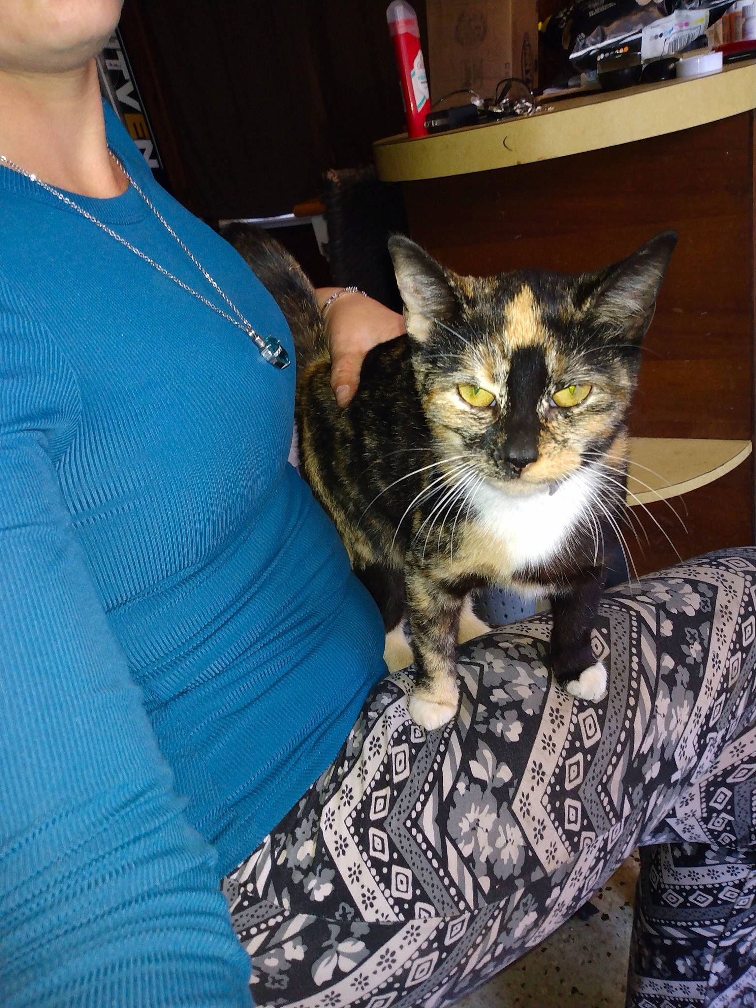 Gracie joined the competition — help win amazing prizes! carnivore, cat, claw, comfort, cool, domestic_short_haired_cat, door, elbow, electric_blue, eyewear, felidae, fur, lap, sitting, sleeve, small_to_medium_sized_cats, t_shirt, textile, tree, whiskers