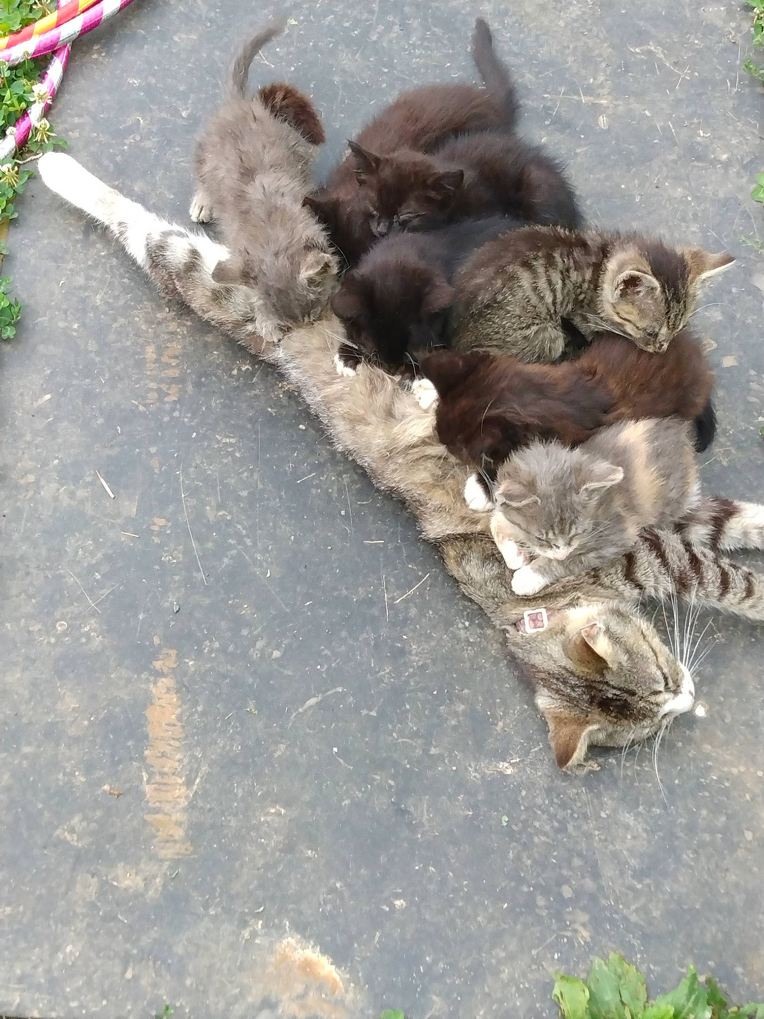 Flabby Tabby is registered to the contest to win money with this photo: asphalt, canidae, carnivore, cat, claw, domestic_short_haired_cat, fawn, felidae, fur, paw, road_surface, sidewalk, small_to_medium_sized_cats, snout, sporting_group, tail, terrestrial_animal, whiskers, wood, working_animal