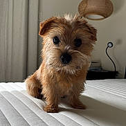 Fredo joined the competition — help win amazing prizes! dog, pet, mammal, fur, bed, mattress, indoor, lamp, light, cute, small_dog, brown_fur, whiskers, animal, portrait, domestic_animal, furniture, cozy, home, curtain