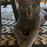 Teddy is registered to the contest to win money with this photo: cat, gray_cat, animal, pet, indoor, lying_down, teeth, grin, chair, furniture, carpet, patterned_rug, plant, home, floor, cute, playful, whiskers, paws, relaxed
