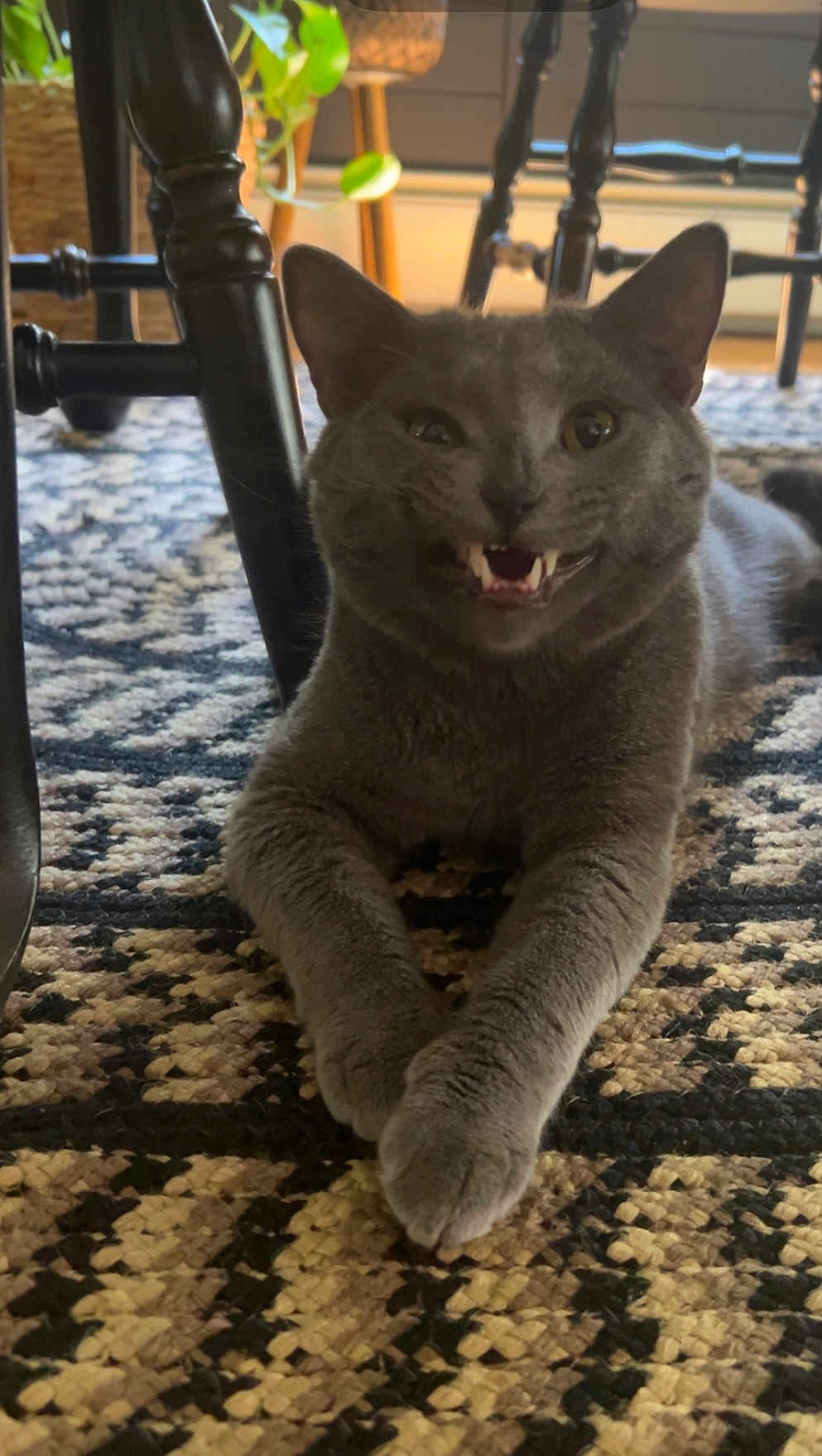 Teddy is registered to the contest to win money with this photo: cat, gray_cat, animal, pet, indoor, lying_down, teeth, grin, chair, furniture, carpet, patterned_rug, plant, home, floor, cute, playful, whiskers, paws, relaxed