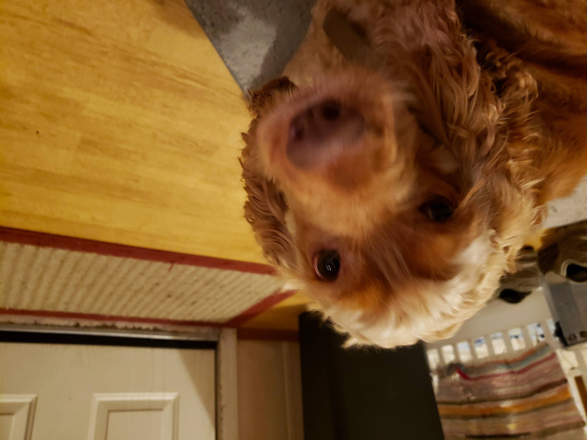 Eli is registered to the contest to win money with this photo: canidae, carnivore, ceiling, companion_dog, dog, dog_breed, door, fawn, felidae, fur, hardwood, liver, small_to_medium_sized_cats, snout, sporting_group, tail, toy_dog, whiskers, wood, wood_stain