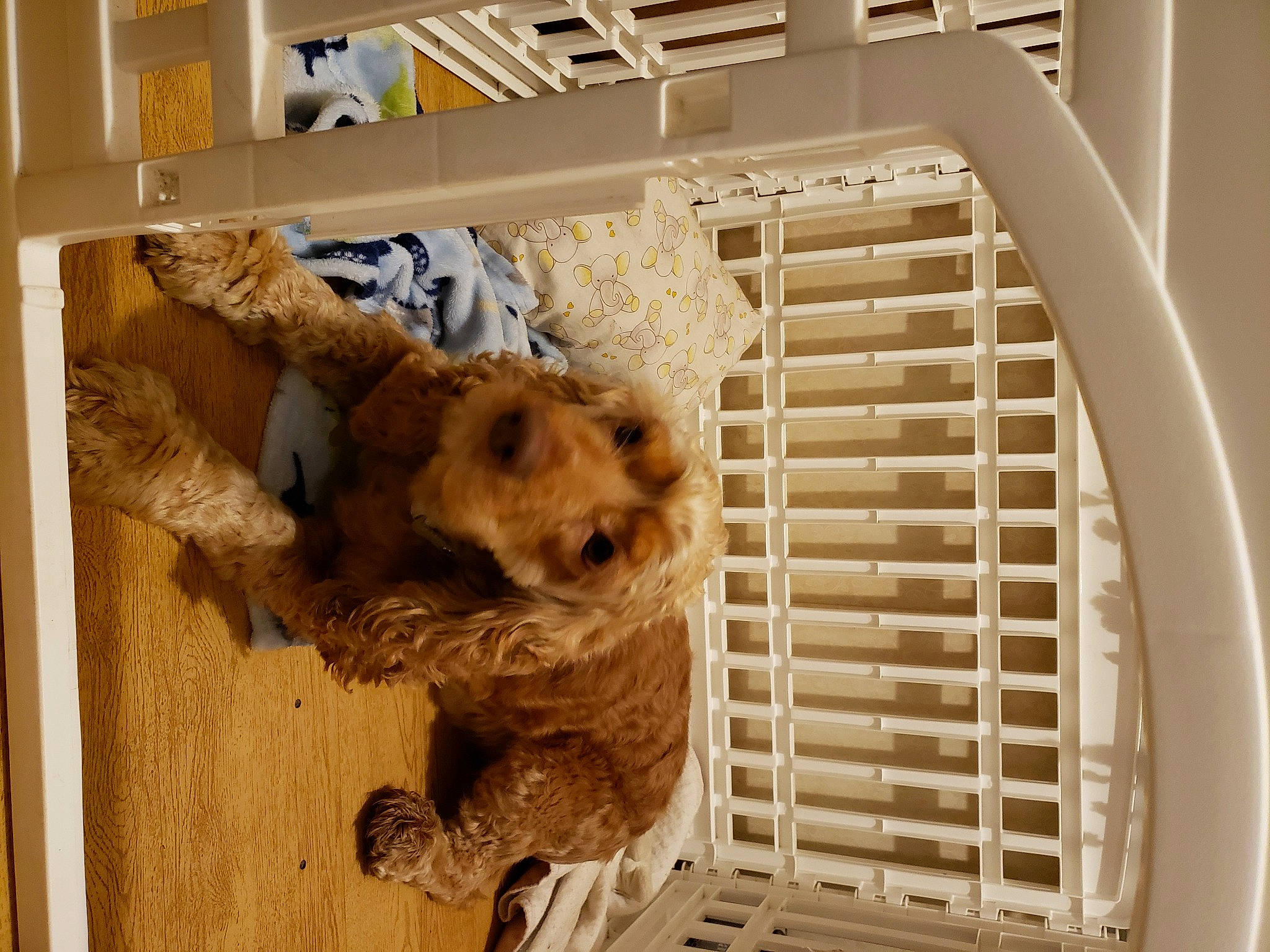 Eli joined the competition — help win amazing prizes! animal_shelter, cage, canidae, carnivore, companion_dog, dog_breed, dog_supply, fawn, fur, gas, mammal, metal, pet_supply, snout, sporting_group, stuffed_toy, terrestrial_animal, toy, wood, working_animal